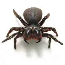 Mouse spider male